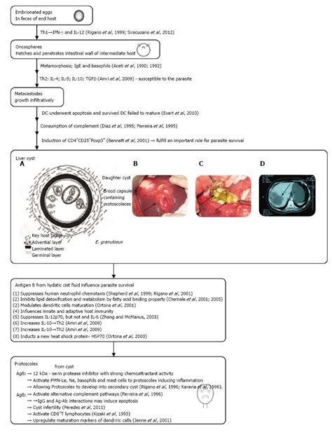 Liver Cystic Echinococcosis And Human Host Immune And Autoimmune Follow Up A Review