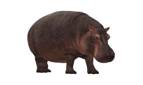 Hippo Isolated On A Transparent Background 23556590 PNG