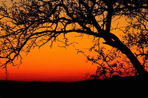 Images Gratuites Arbre La Nature Branche Silhouette Ciel Lever