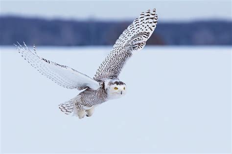 Snowy Owl Hunting Photograph by Mircea Costina Photography | Fine Art America