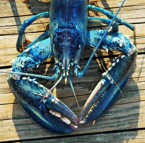 Lobsterland: Portrait of a blue lobster.