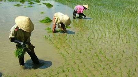 Wet Rice Agriculture