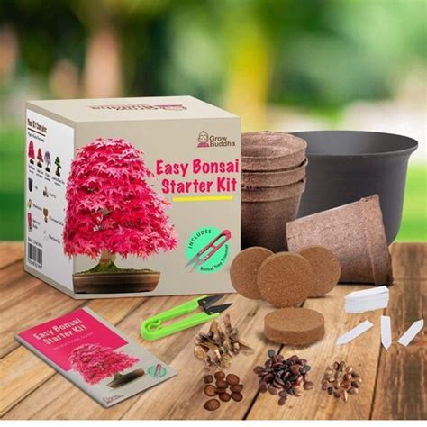 Bonsai Tree Seed Starter Kit Grow 4 Bonsai Trees From Seeds Etsy