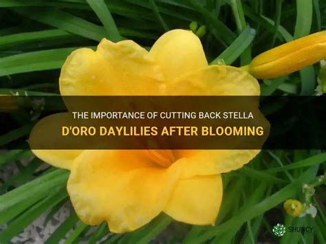 The Importance Of Cutting Back Stella D Oro Daylilies After Blooming