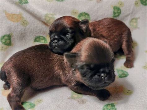 Brussels Griffon Puppies For Sale In Virginia