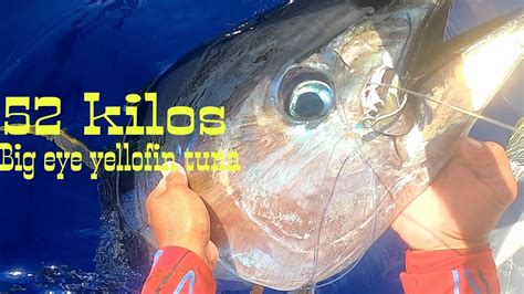 52kilos Halos Mag Dalawang Oras Bago Masampa Big Eye Yellowfin Tuna Samar Tuna Adventure Youtube