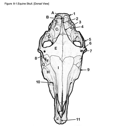 Equine Skull Diagram Quizlet