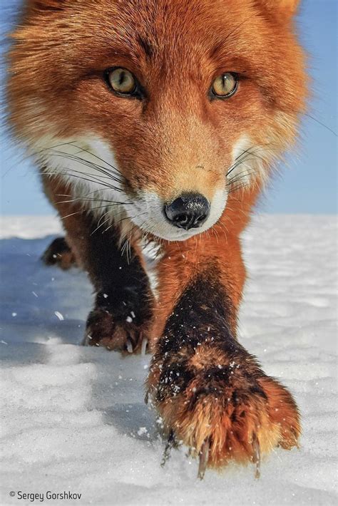 🔥 A Big Russian Red Fox Exploring The Winter Landscape R