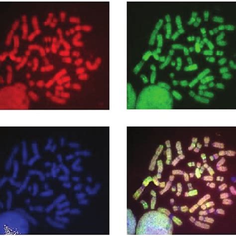 Fluorescence Photomicrograph Revealing The Results Of Comparative Download Scientific Diagram