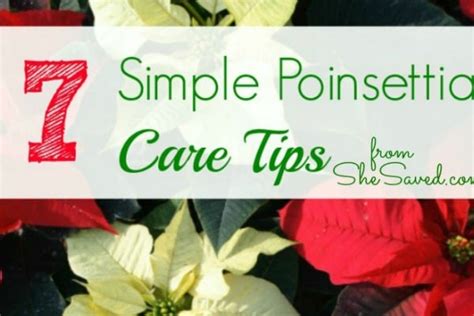 7 Simple Poinsettia Care Tips - SheSaved®