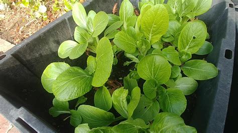 Growing Bok Choy From Seeds With Actual Results Youtube