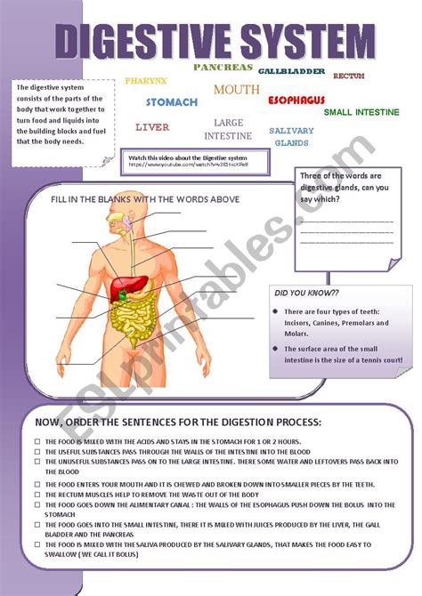 Digestive System Esl Worksheet By Cristinasuma