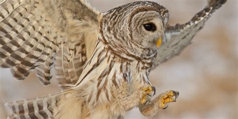 Barred Owl Audubon Field Guide