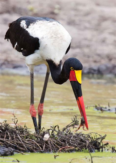 15 Facts About Africa's Saddle-billed Stork (Ephippiorhynchus