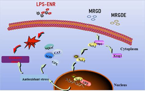 The relevant mechanism diagram of this study. This figure shows that ... 