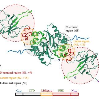 Schematic View Of An N Protein The Dimerization Domain Ctd Of The N