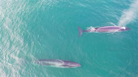 Viaje Al Interior De Un Santuario Marítimo En Busca De La Ballena Sei El Tesoro Oculto De La