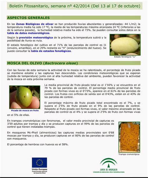 Yo Cultivo Aceite Verdial De La Axarquía Boletín Fitosanitario Del Olivar Nº 42 De La Provincia