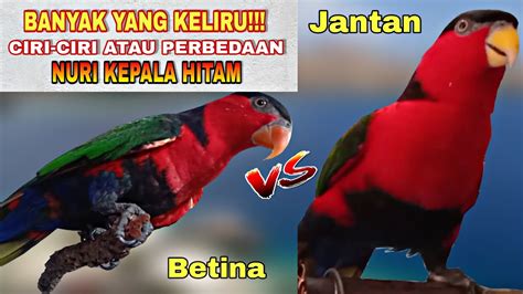 Ciri Burung Nuri Kepala Hitam Jantan Dan Betina Paling Akurat Yang