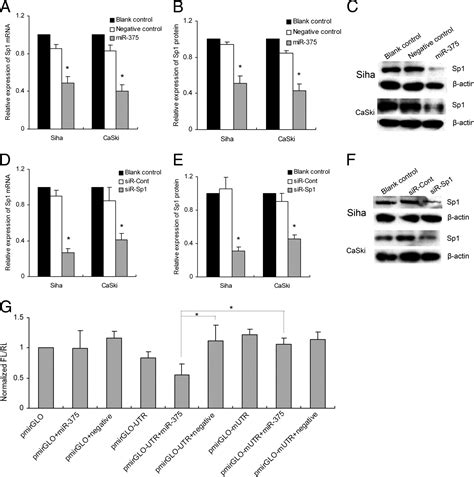 Mir Is Down Regulated In Squamous Cervical Cancer And Inhibits Cell