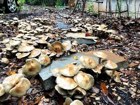 Invasion In Ga Woodchip Bed Mushroom Hunting And Identification