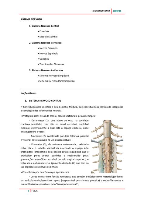 Neuroanatomia Resumo Anatomia Iii Sistema Nervoso Medula Sistema