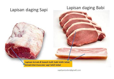 Inilah Cara Membedakan Daging Sapi Dengan Babi Hutan Tips Cara