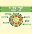 Internal structure of stem diagram Royalty Free Vector Image