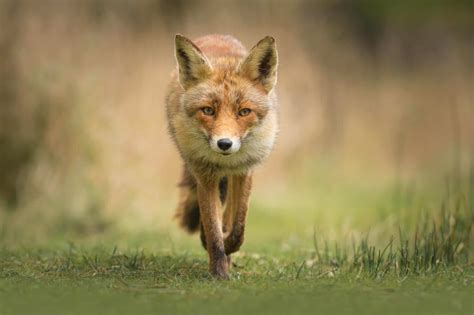 List of the Different Types of Foxes - Facts.net