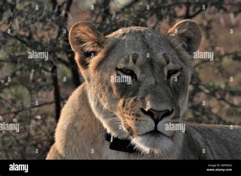 Lion Wearing Radio Collar Hi Res Stock Photography And Images Alamy