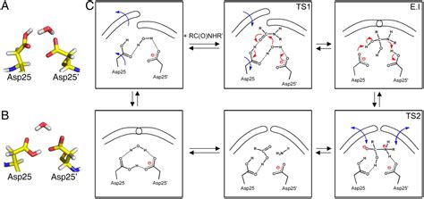 Protein Conformational Dynamics In The Mechanism Of HIV 1 Protease