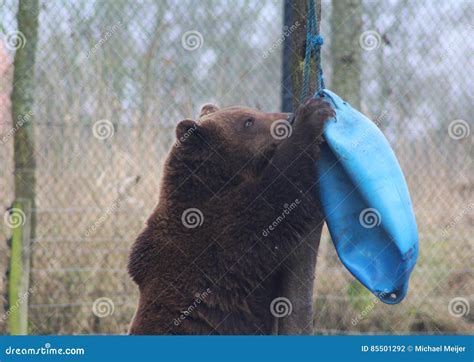 European Brown Bear Playing Stock Photo Image Of Fench African 85501292