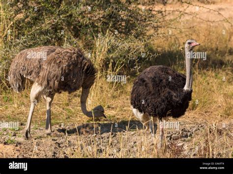 Kruger National Park South Africa Common Ostrich A Large Flightless