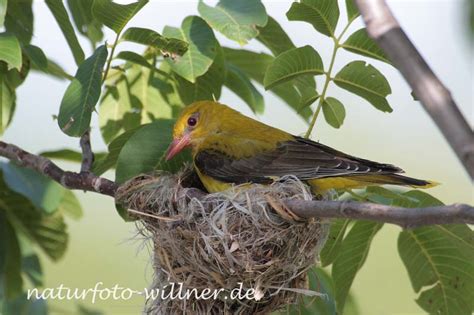 Vögel/Pirol (Oriolidae) – Naturfoto Willner
