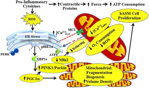 Frontiers Endoplasmic Reticulum Stress And Mitochondrial Function In