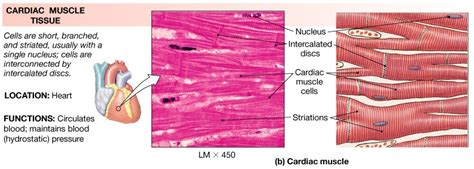 Label The Features Of Cardiac Muscle Tissue