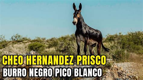 Burro Negro Pico Blanco Cheo Hernandez Prisco Youtube