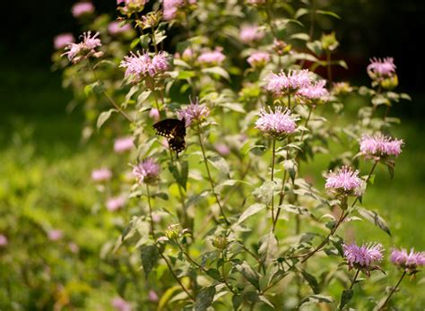 Bergamot - Wild seeds - Heirloom Seeds Canada