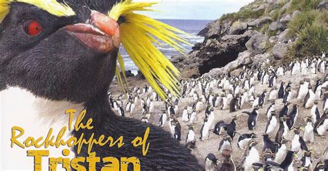 A Journey Of Postcards The Rockhoppers Of Tristan Da Cunha