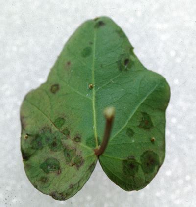 Bacterial leaf spot - Integrated Pest Management