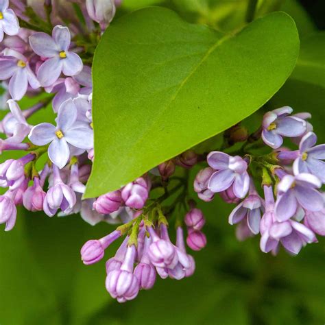 How To Grow Bloomerang Lilac Tree | Plantly