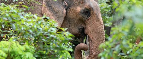 Samui Elephant Sanctuary | Volunteer Details | Book Here