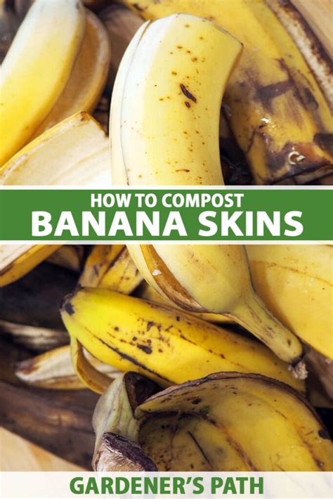 4 Easy Ways To Compost Banana Peels Gardeners Path