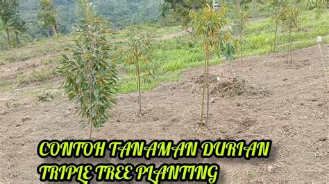 Membuka Lahan Tanaman Durian Pohon Durian Triple Planting Youtube