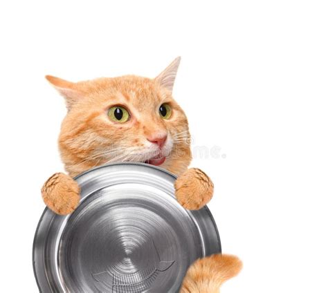 Gato Fome Que Guarda A Bacia Do Alimento Imagem De Stock Imagem