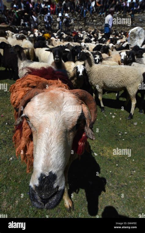 Xigaze China S Tibet Autonomous Region Th Sep A Flock Of