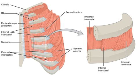 Physiologie De Lapn E Notions De Physiologie Respiratoire