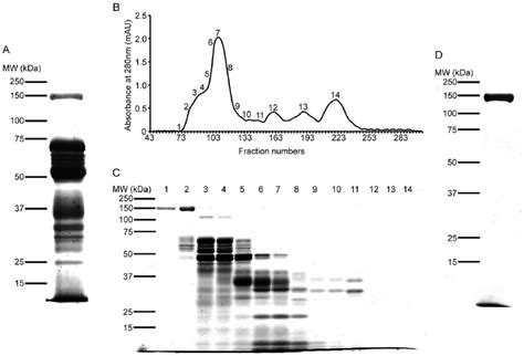 Purification Of A Kda Protein From Bitis Gabonica Rhinoceros Venom