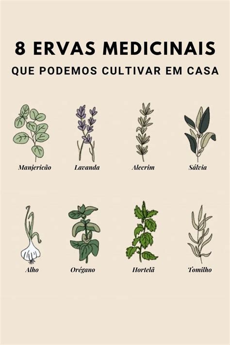 8 Ervas Medicinais Que Podemos Cultivar Facilmente Em Casa