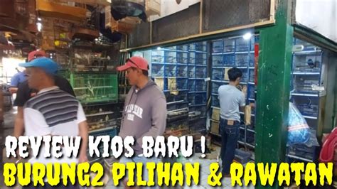 Kios Baru Khusus Burung Rawatan Gacoran Dan Rajin Di Pasbur